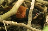 North Island Saddleback, Tiritiri Matangi: by graynomadsusa, Views[269]