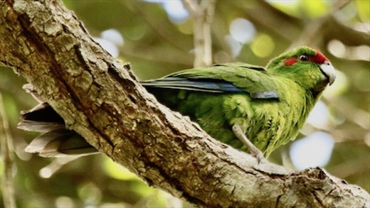 Red-Crowned Parakeet, Tiritiri Matangi