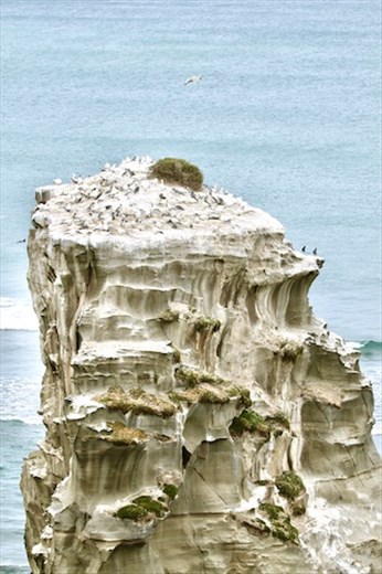 No Vacancy, Maukatia Takapu Refuge, Muriwai