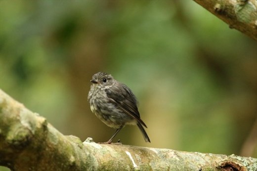South Island Robin, Tiritiri Matangi