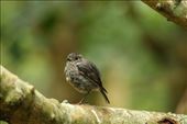 South Island Robin, Tiritiri Matangi: by graynomadsusa, Views[281]