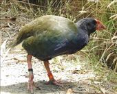 South Island Takahe, Tiritiri Matangi: by graynomadsusa, Views[299]