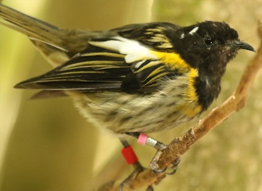 Stitchbird (with bands) Tiritiri Matangi