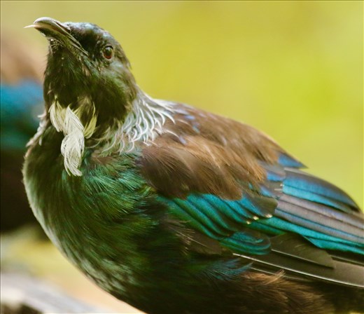 Tui, Tiritiri Matangi