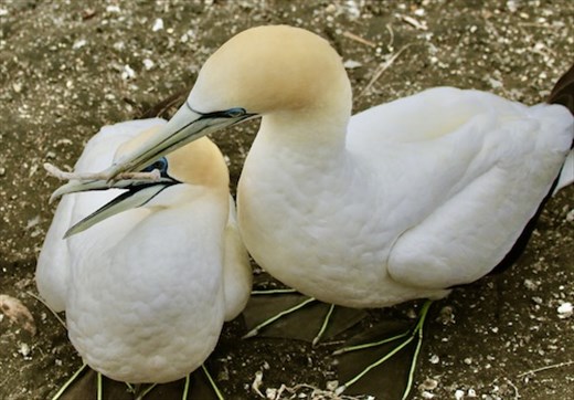 An unexpected gift keeps love alive, Maukatia Takapu Refuge, Muriwai