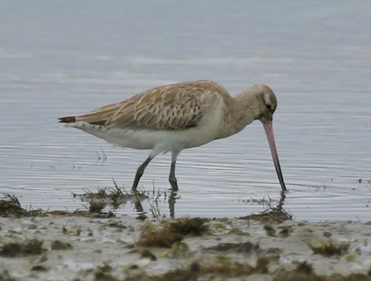 Bar-tailed Godwit, Maketu Estuary