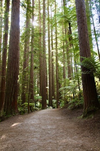 Connie under the Redwoods, Whakarewarewa Forest