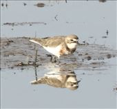 Double-Breasted Plover,  Maketu Estuary: by graynomadsusa, Views[121]