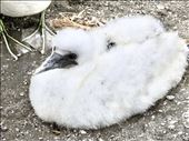 Downy gannet chick, Maukatia Takapu Refuge, Muriwai: by graynomadsusa, Views[800]