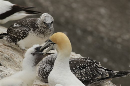 May I please have some more, Sir  Maukatia Takapu Refuge, Muriwai