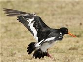 South Island Oystercatcher,  Maketu Estuary: by graynomadsusa, Views[110]
