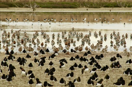 Oystercatchers and Godwits, Stilt Pond, Miranda 