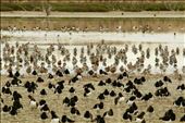 Oystercatchers and Godwits, Stilt Pond, Miranda : by graynomadsusa, Views[87]