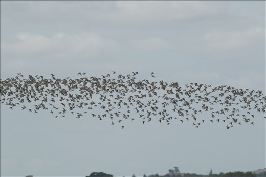 Oystercatchers,  Miranda 