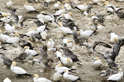 Getting Stronger Every Day, Maukatia Takapu Refuge, Muriwai