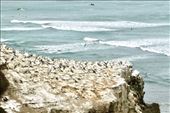 Gannets and Surfers, Maukatia Takapu Refuge, Muriwai: by graynomadsusa, Views[356]