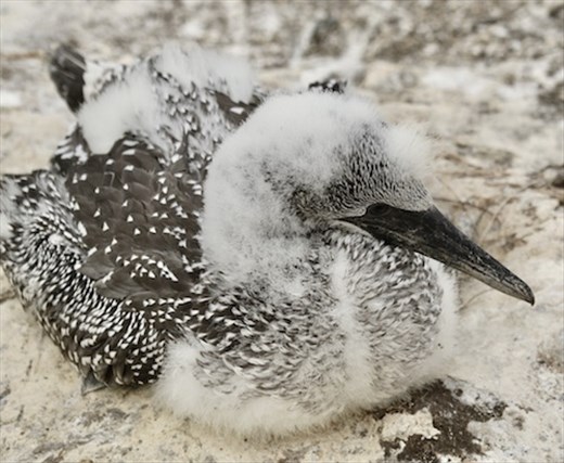 Awkward age, Maukatia Takapu Refuge, Muriwai