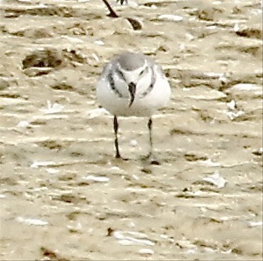 Wrybill (See his curved bill?)  Stilt Pond, Miranda 