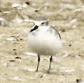 Wrybill,  Stilt Pond, Miranda : by graynomadsusa, Views[106]