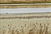 Wrybills and Red Knots,  Stilt Pond, Miranda : by graynomadsusa, Views[102]