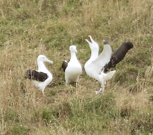 Royal Albatross