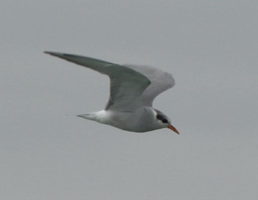 Black-fronted Tern, Ashley-Rakahuri Estuary