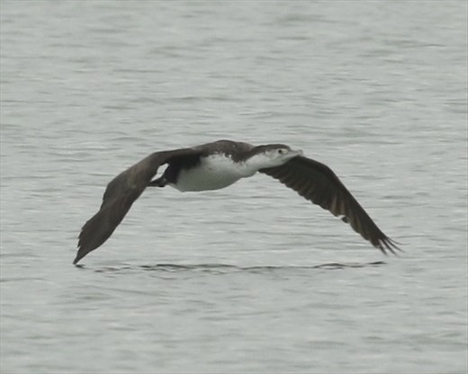 Spotted Shag, Ashley-Rakahuri Estuary