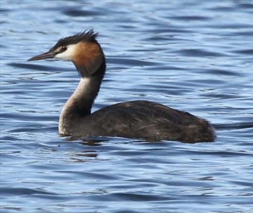 Australasian Grebe, Lake Hayes