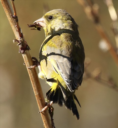 Greenfinch, Lake Hayes