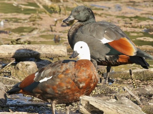 Paradise Shellducks, Lake Hayes