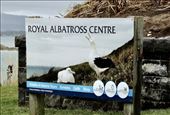 Royal Albatross Centre: by graynomadsusa, Views[344]