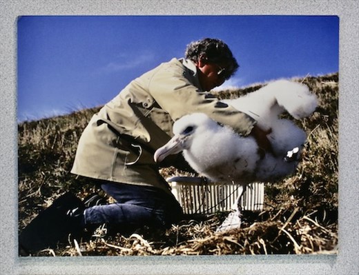 One Big Chick! (Royal Albatross Centre photo)