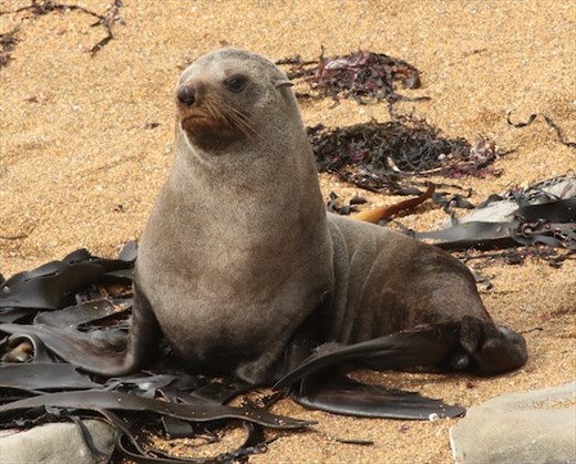 New Zealand fur seal, Katiki Point