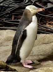 Yellow-eyed Penguin, Katiki Point: by graynomadsusa, Views[350]