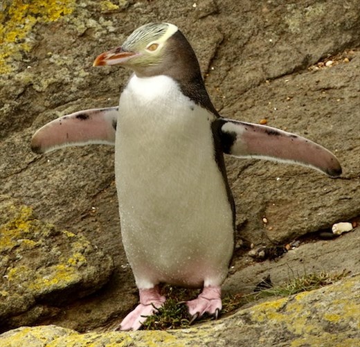 Yellow-eyed Penguin, Katiki Point