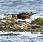 Black Stilt with 