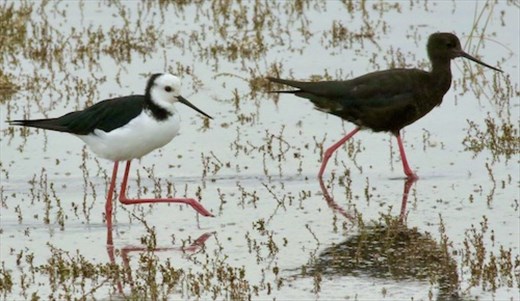 Pied and Black Stilts, Ashley-Rakahuri Estuary