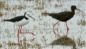 Pied and Black Stilts, Ashley-Rakahuri Estuary: by graynomadsusa, Views[778]