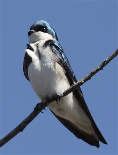 Tree Swallow, Barr Lake State Park