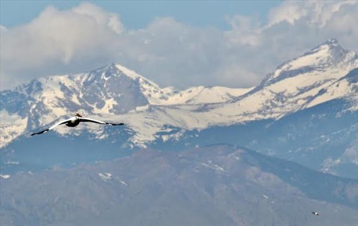 American White Pelican, Barr Lake State Park