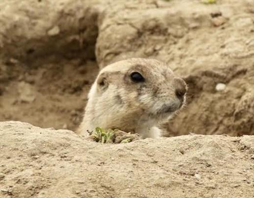 Prairie Dog, Lagerman Lake