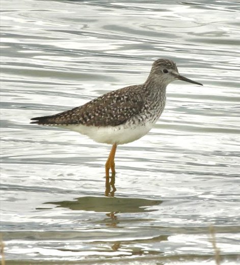 Lesser Yellowlegs, Lagerman Lake