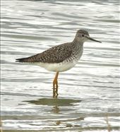 Lesser Yellowlegs, Lagerman Lake: by graynomadsusa, Views[310]