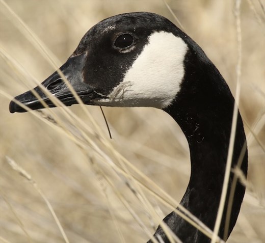 Canada Goose, Rocky Mountain Arsenal