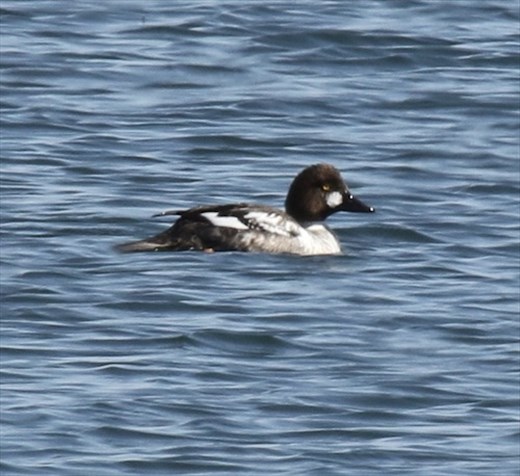 Bufflehead, Rocky Mountain Arsenal