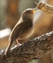House Wren singing, Eldorado Canyon: by graynomadsusa, Views[163]