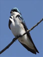 Tree Swallow, Barr Lake State Park: by graynomadsusa, Views[296]