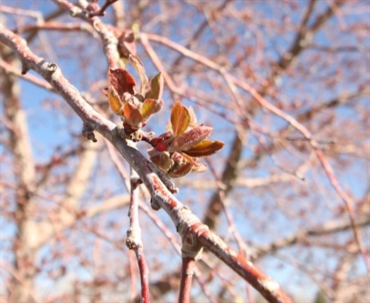 Ready to pop, Willow Creek Park