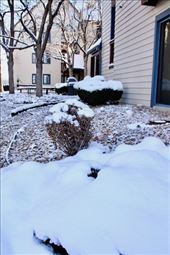 Easter Snow: by graynomadsusa, Views[715]