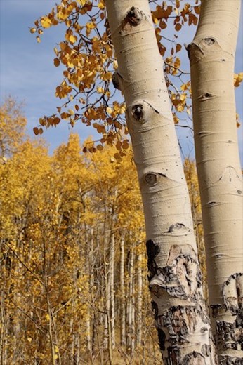 Aspens